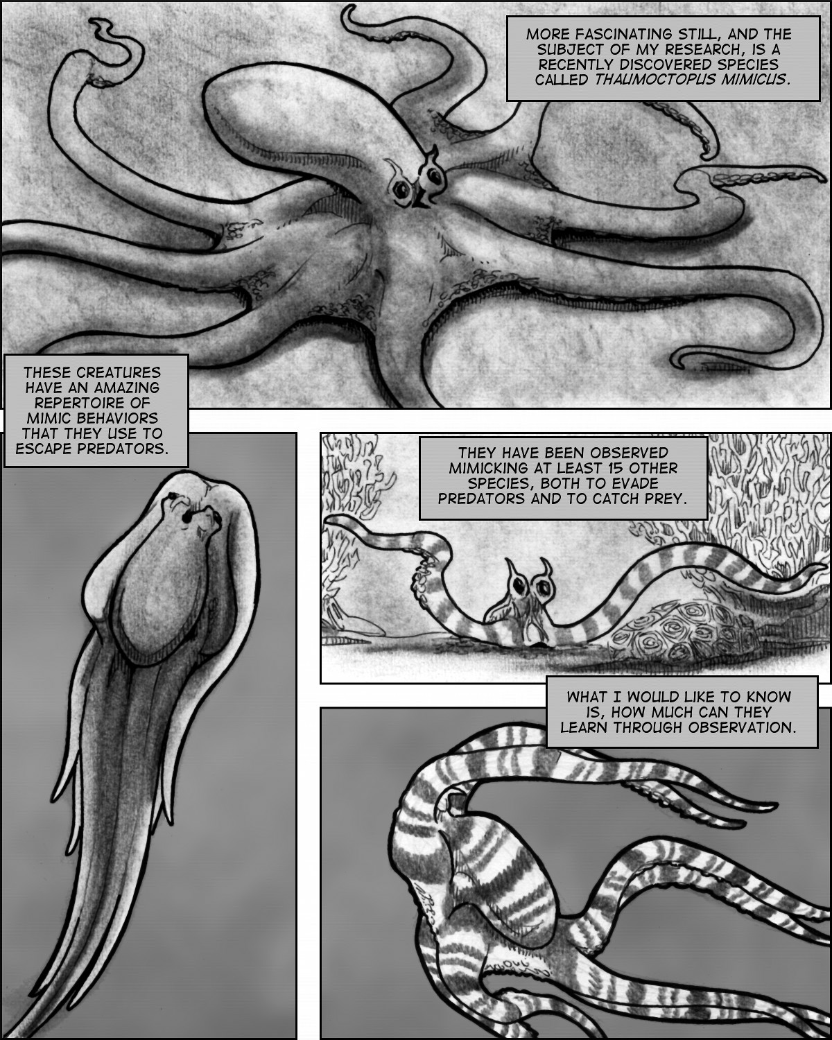The amazing mimetic abilities of Thaumoctopus mimicus